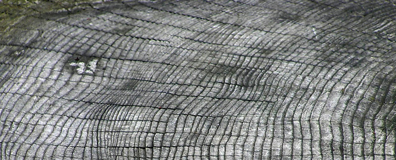 tree rings