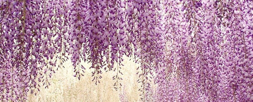 wisteria